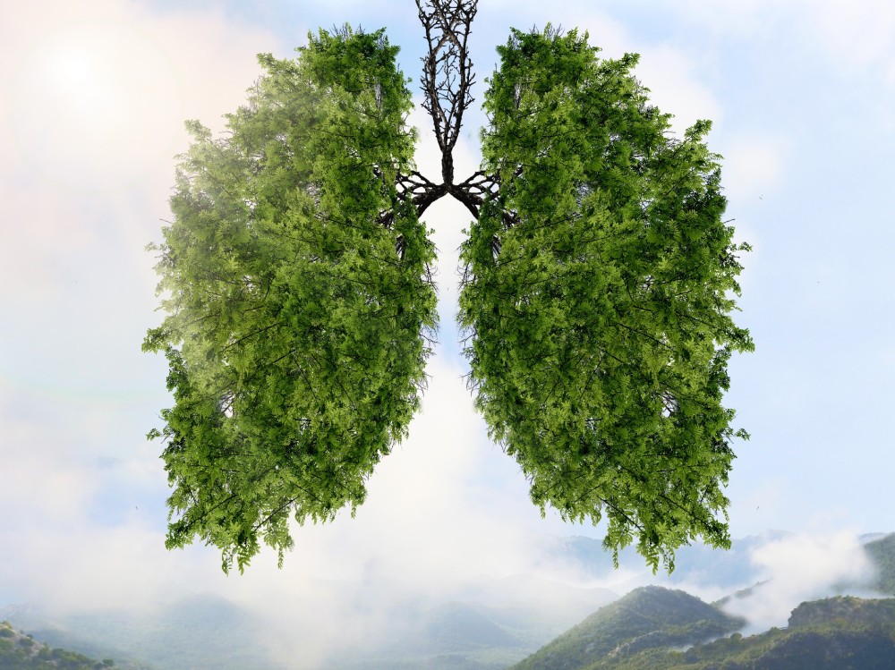 1756692563123818.jpg 花瓣素材_在山景背景下肺部的轮廓。_142988946.jpg